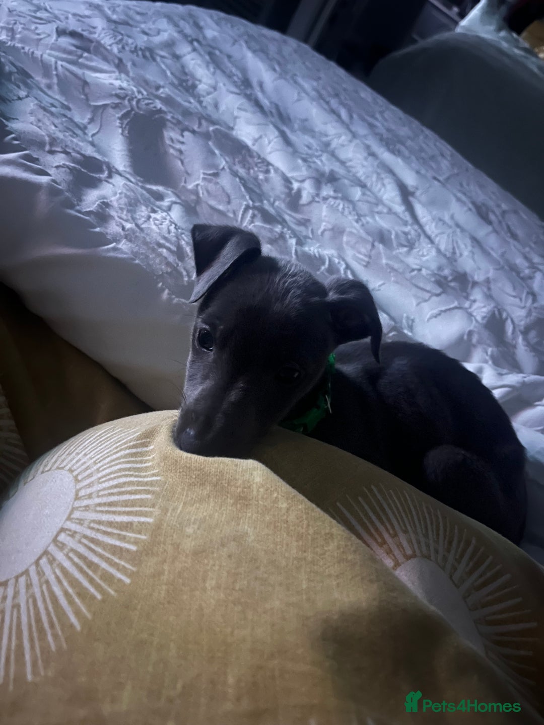 Whippet dogs for sale: 5 month old whippet pup - Advert 4