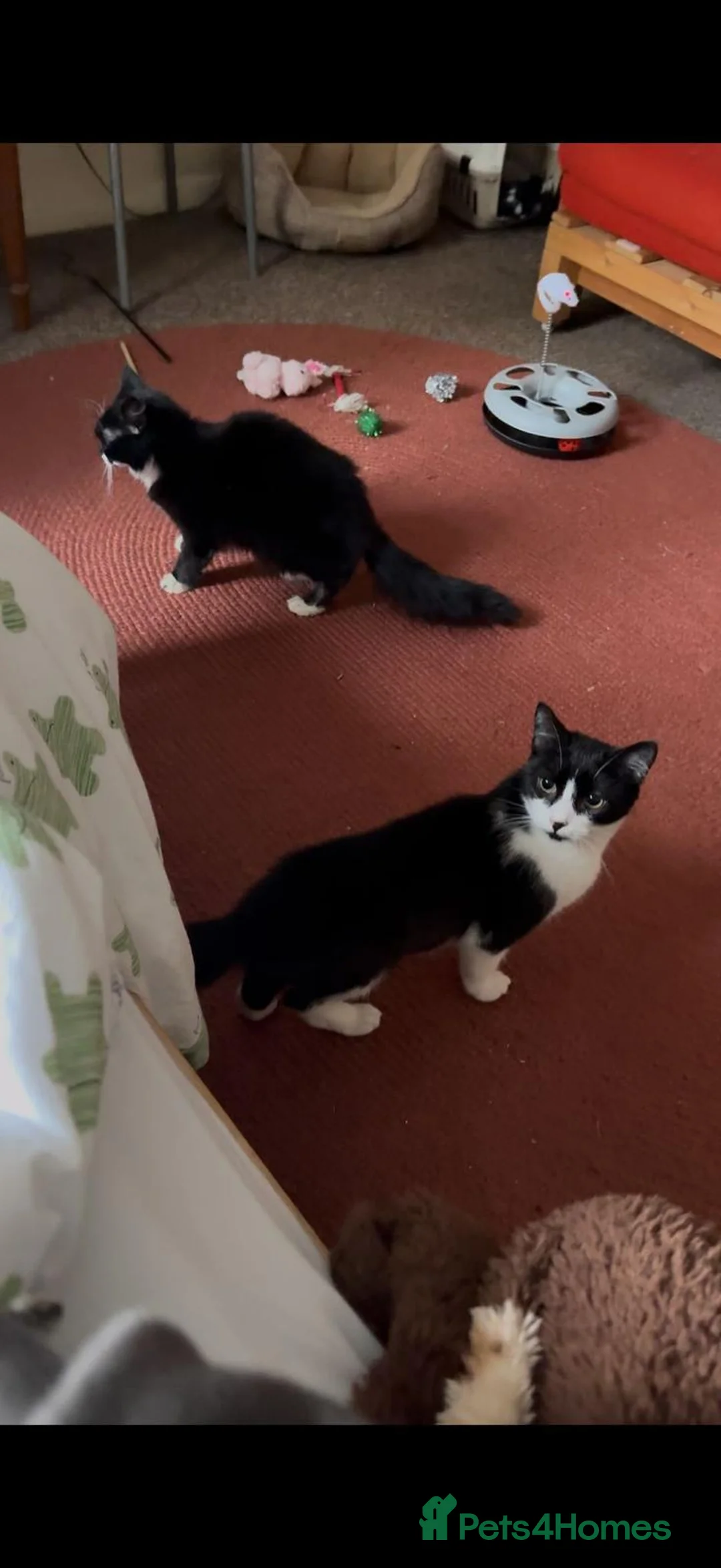 Mixed Breed cats for adoption: Bonded pair of male rescue kittens  - Advert 2