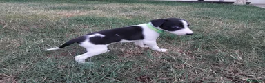 Mixed Breed 7
