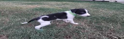 Mixed Breed dogs for sale: Whippet x Saluki puppies - Advert 17