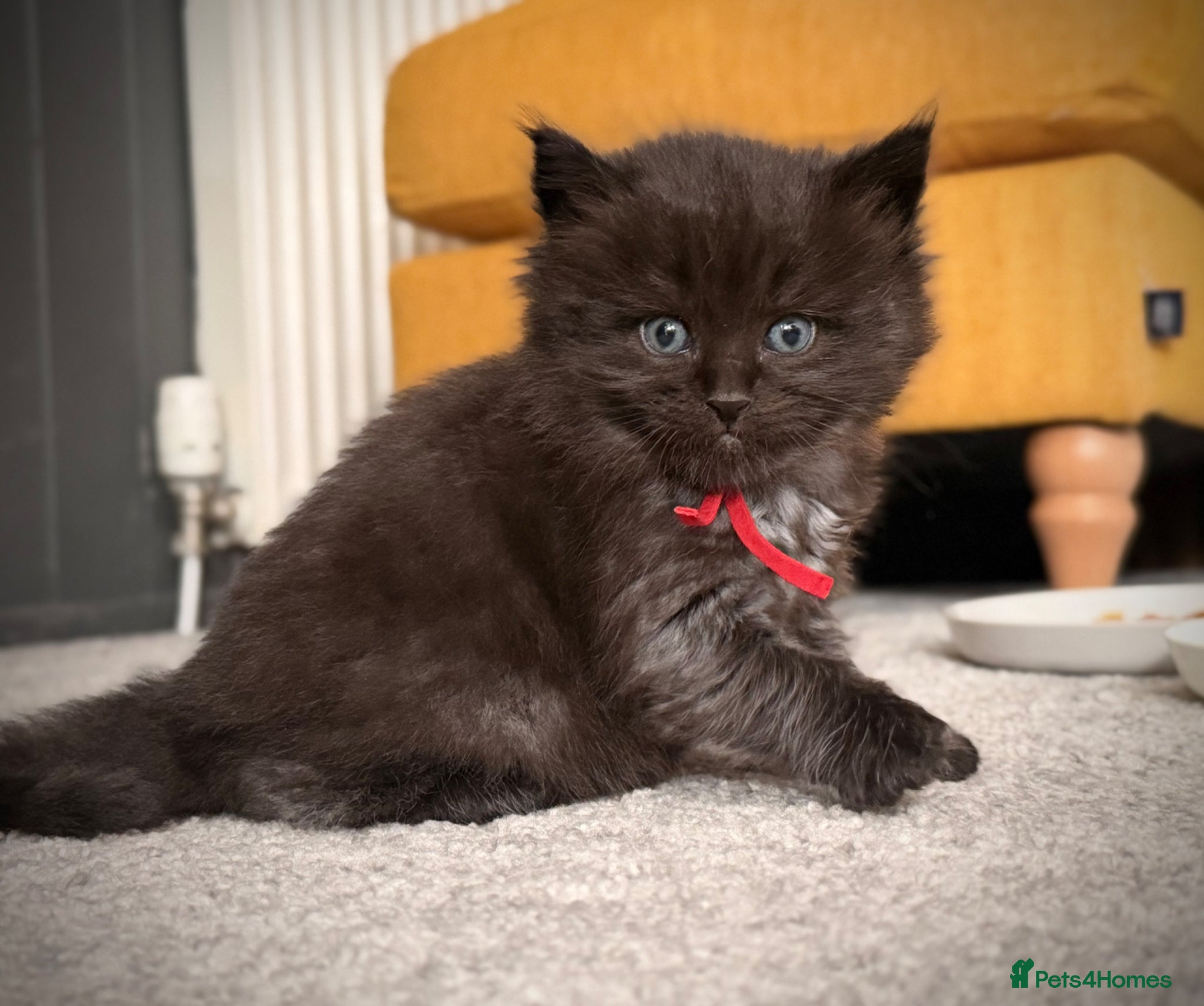 Ragcoon cats Black Smoke Ragcoon Kittens - Advert 16