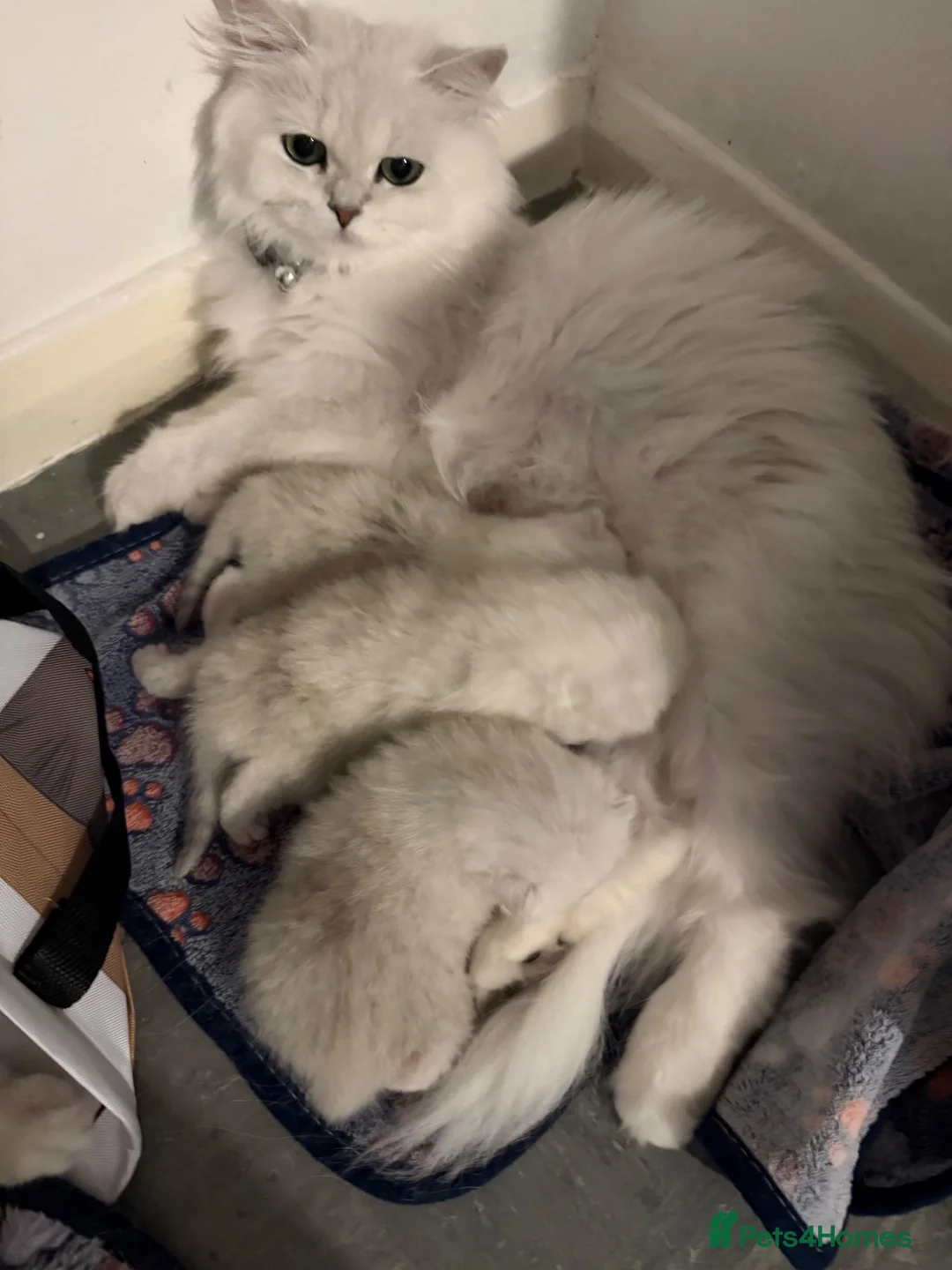 British Shorthair cats for sale: GCCF British Shorthair Silver/Black Tipped - Advert 1