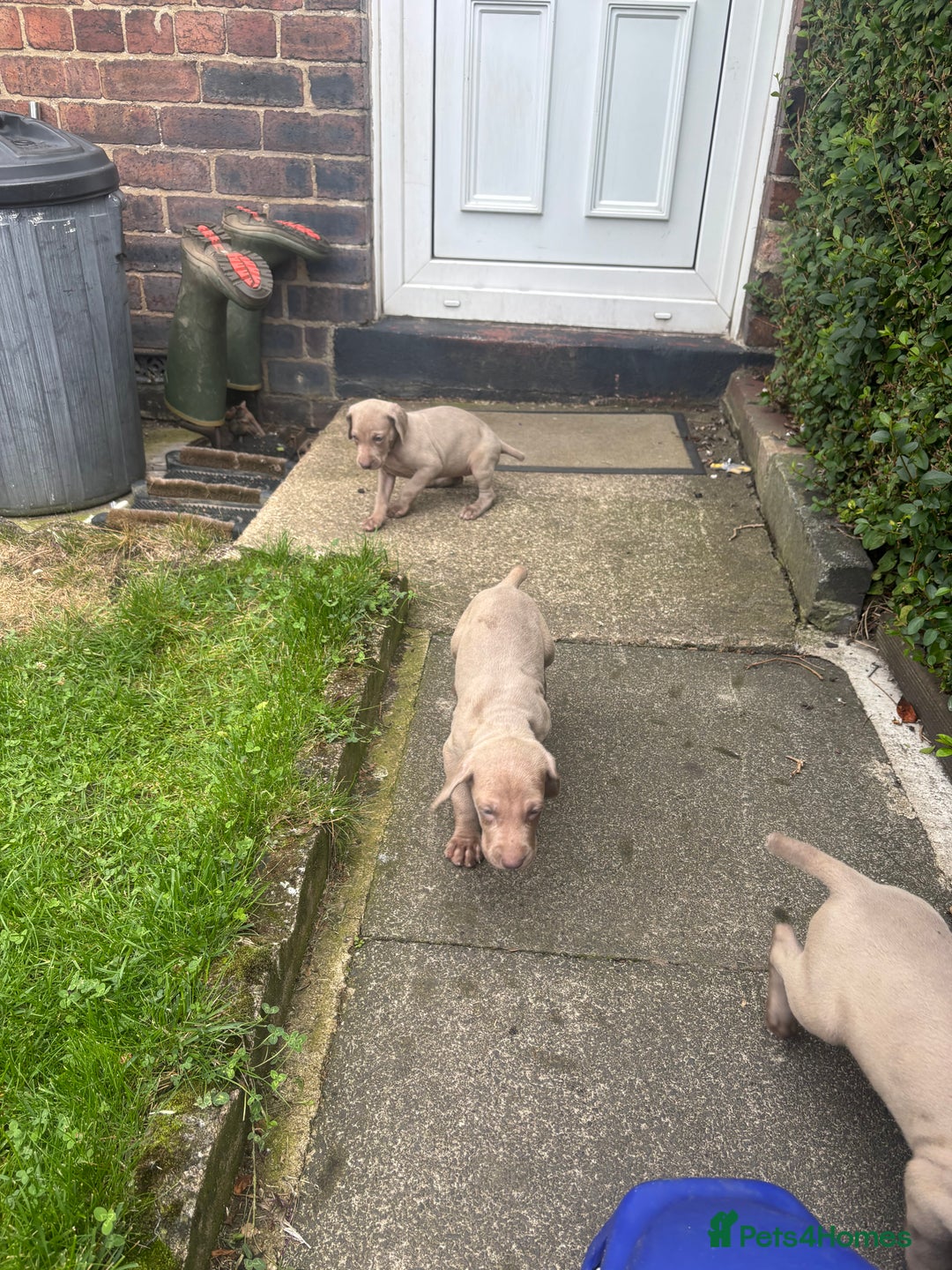 Weimaraner dogs for sale: Kc reg Weimaraner - Image 9