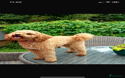 Cockapoo dogs for sale: 🌸3 gorgeous chunky Cockapoo puppy’s 🌸 - Image 39