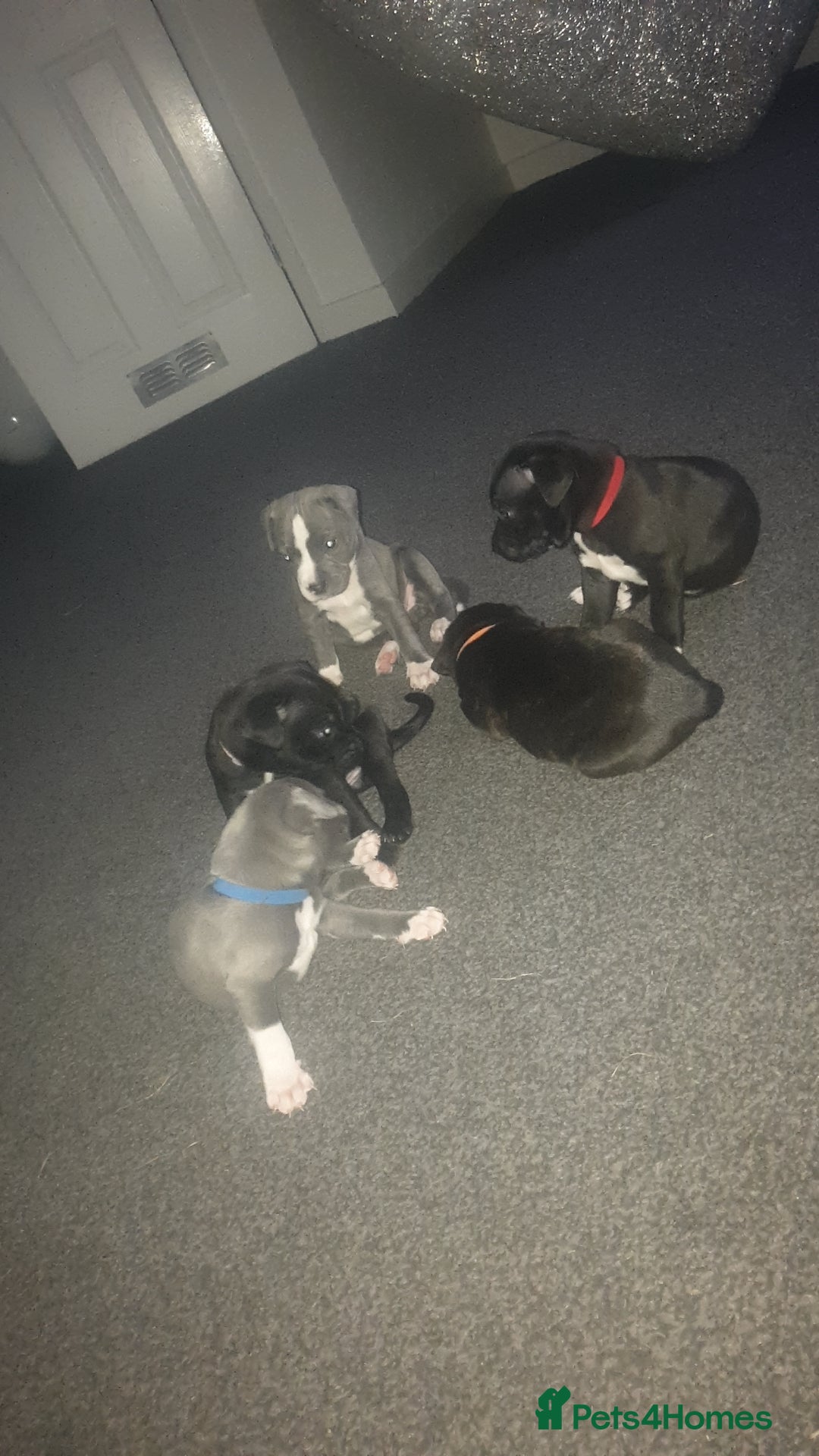 Staffordshire Bull Terrier dogs for sale: Staff pups for sale  - Image 1
