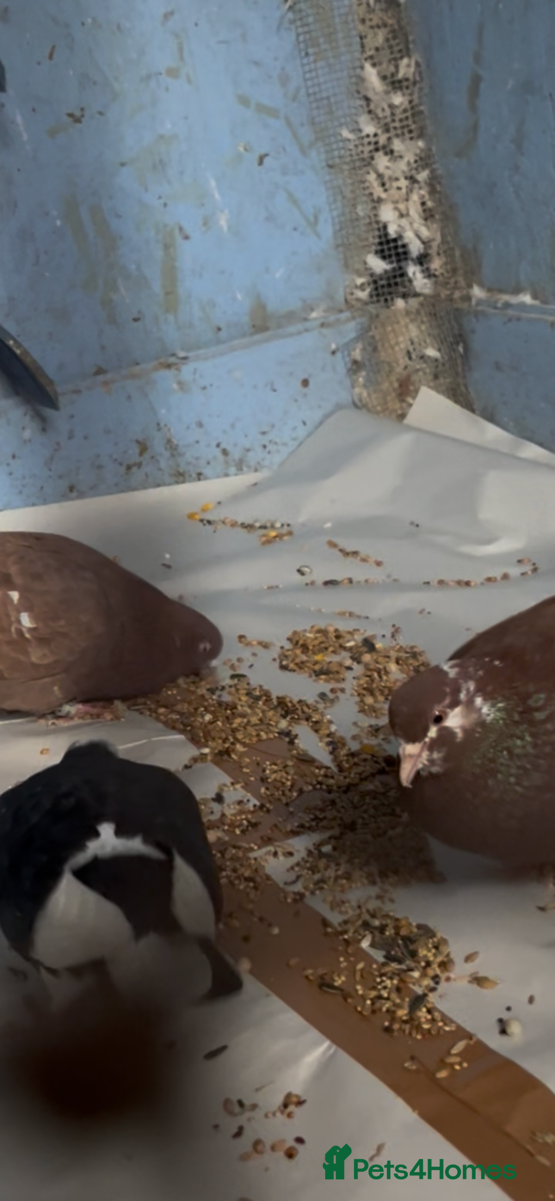 Pigeons birds for sale: 2 red roller pigeons  - Advert 1