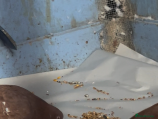 Pigeons birds 2 red roller pigeons - Advert 7