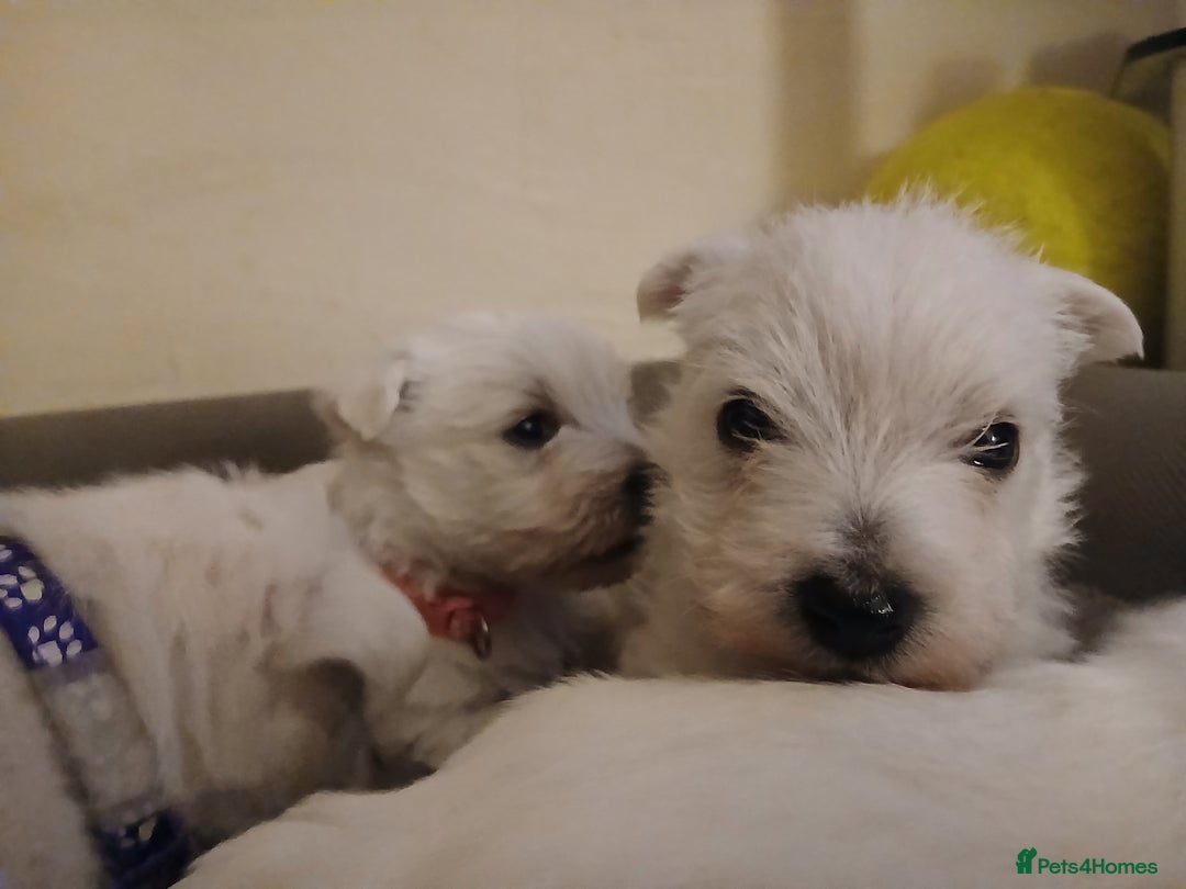 West Highland Terrier dogs for sale: 3 beautiful Westie pups - Advert 15