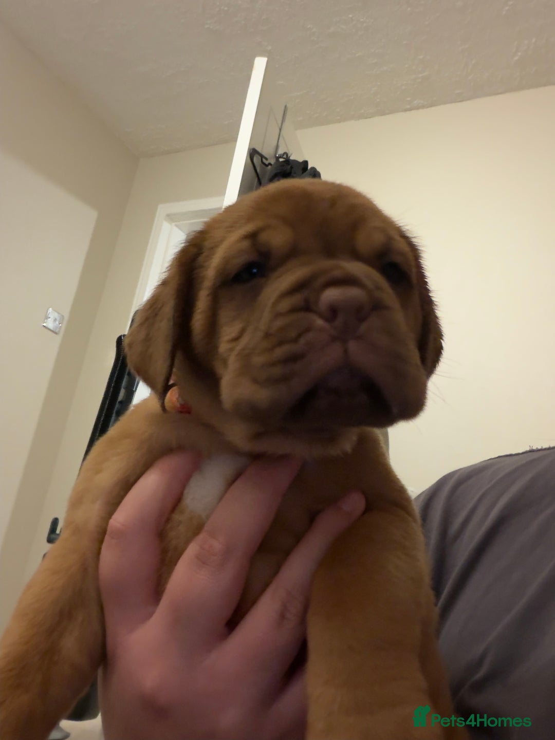 Dogue De Bordeaux dogs for sale: Beautiful Dogue De Bordeaux Puppies - Advert 5