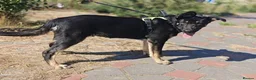 Mixed Breed dogs for adoption: 💙🐶 TOBIK – THE BEST PUPPY I EVER MET - Advert 19