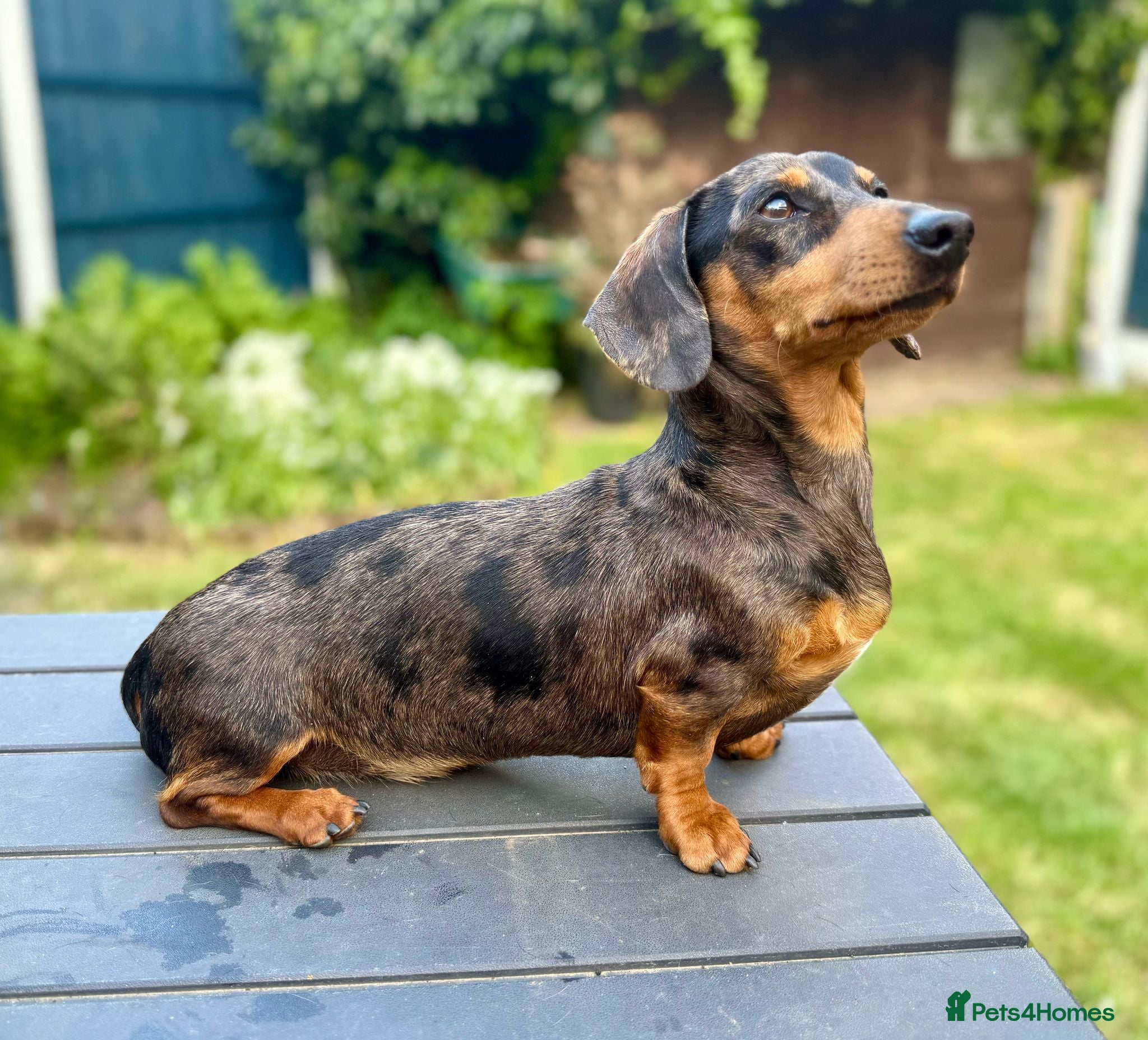 Miniature Dachshund dogs Silver Dapple Miniature Dachshund Stud KC Reg - Advert 12