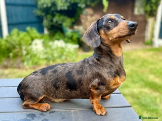 Miniature Dachshund dogs - Advert 6