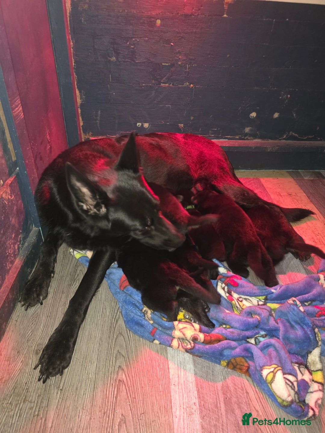 German Shepherd dogs for sale: Black german shepherds  - Advert 8