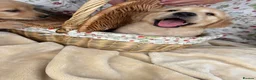 Golden Retriever dogs for sale: KC registered golden retriever for sale  - Advert 10
