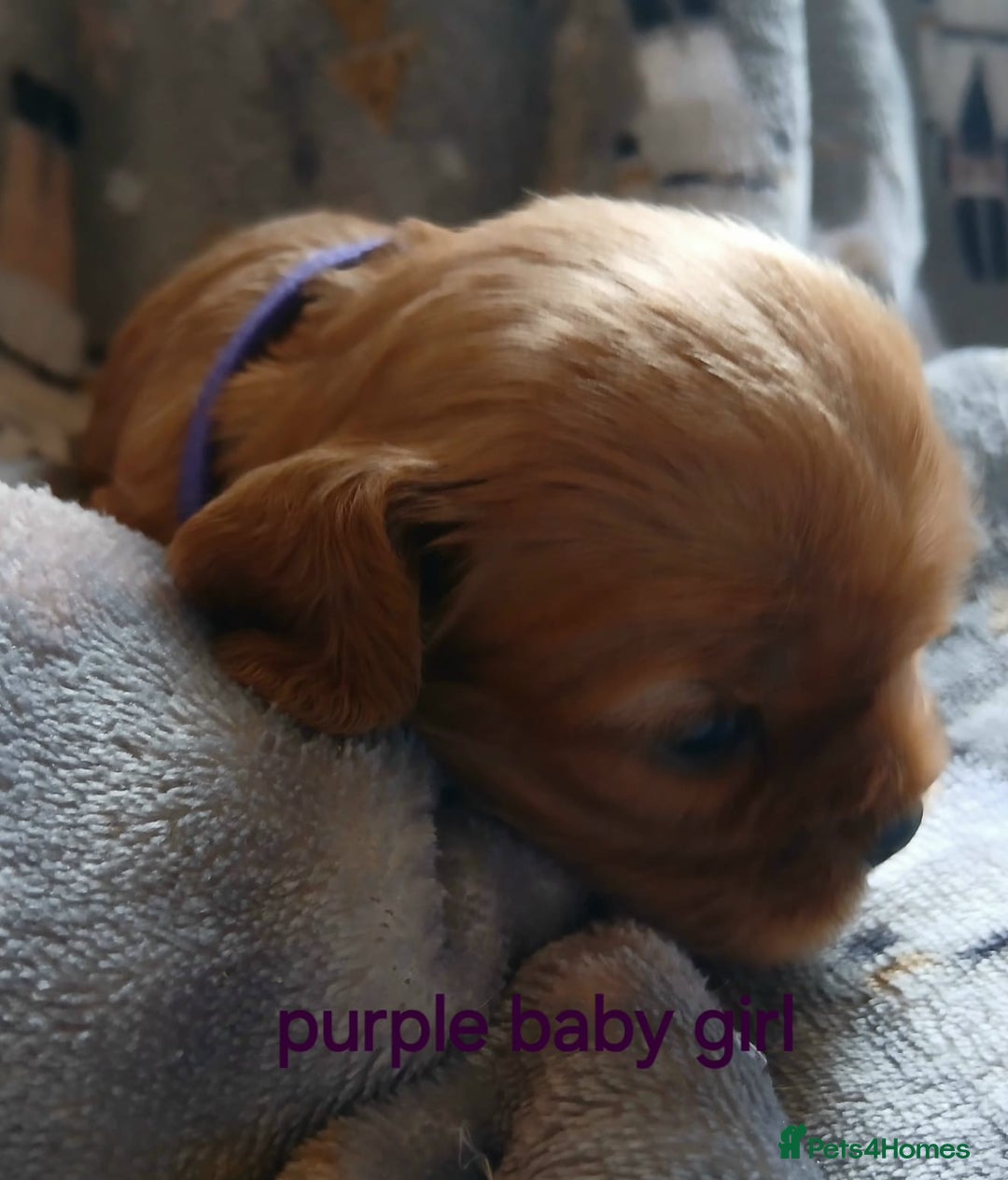 Cavalier King Charles Spaniel dogs for sale: DNA TESTED CAVALIER KING CHARLES  - Image 8