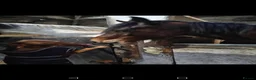 Hungarian Vizsla dogs for sale: Beautiful pedigree Hungarian vizsla litter of 9  - Advert 9