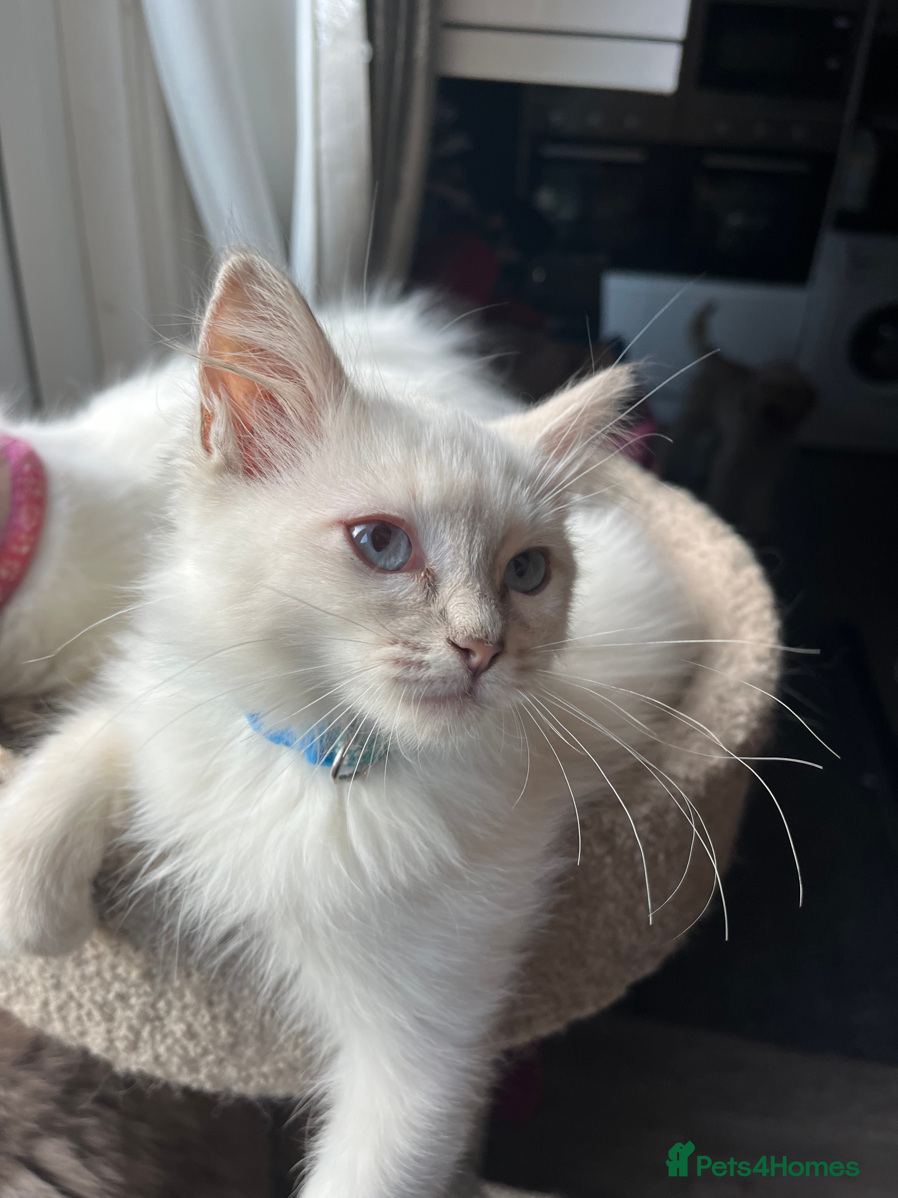 Ragdoll cats Gorgeous Tica Cherubim ragdoll kittens  - Advert 5