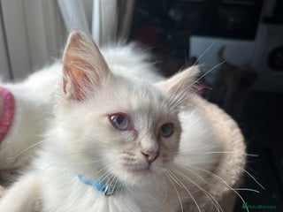 Ragdoll cats Gorgeous Tica Cherubim ragdoll kittens - Advert 5