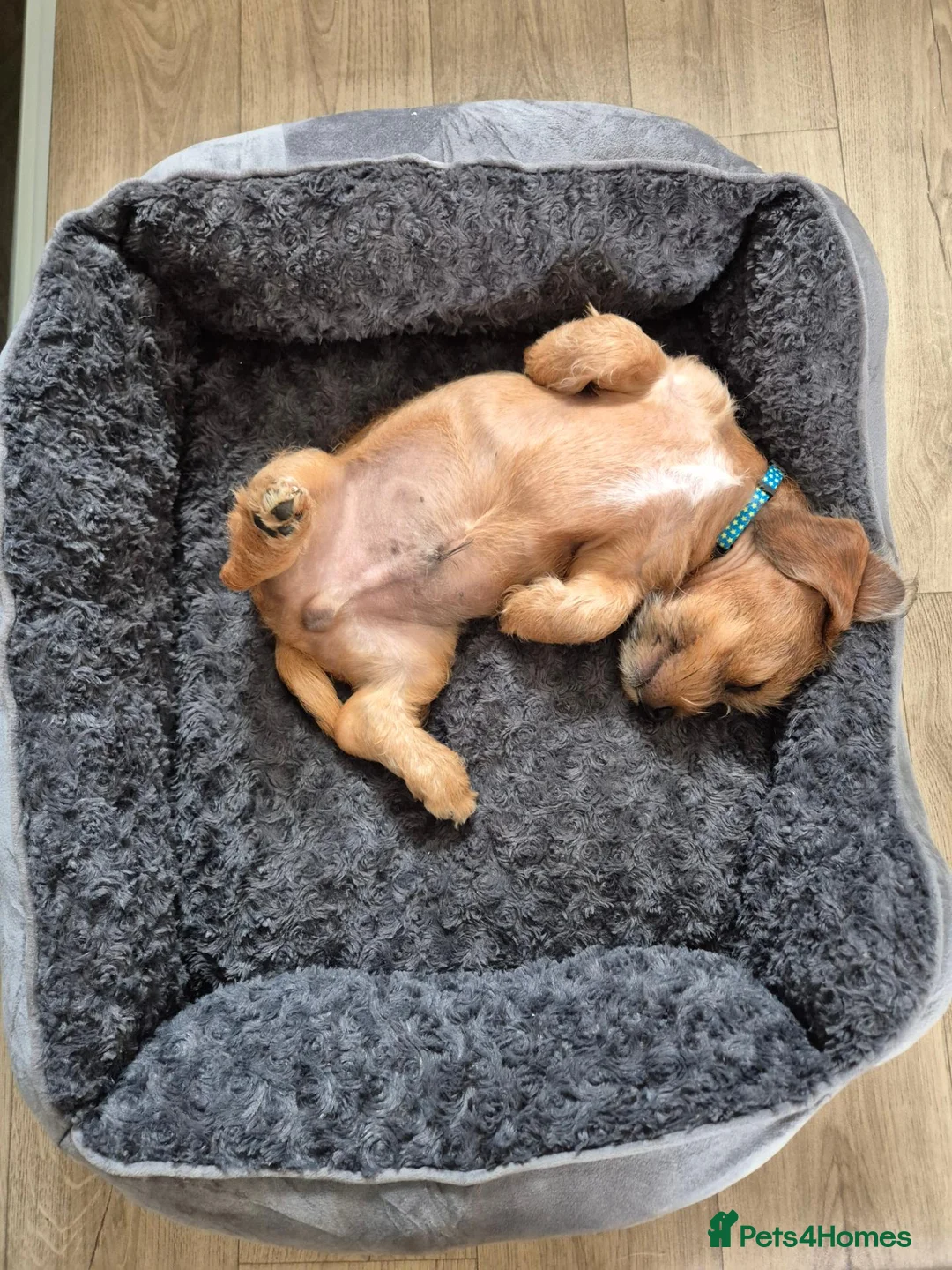 Mixed Breed dogs for sale: Dachshund crossed Shih Tzu in Beverley - Advert 1