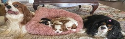 Cavalier King Charles Spaniel dogs for sale: Outstanding Cavalier King Charles Spaniel puppies - Advert 5