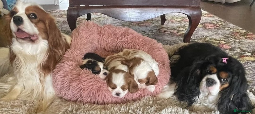 Cavalier King Charles Spaniel dogs for sale: Outstanding Cavalier King Charles Spaniel puppies - Advert 5