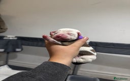 Mixed Breed dogs for sale: American bulldog cross Staffy pups - Image 14