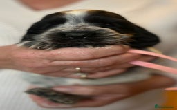 Cocker Spaniel dogs for sale: Show type Cocker Spaniel Pups for sale - Image 5