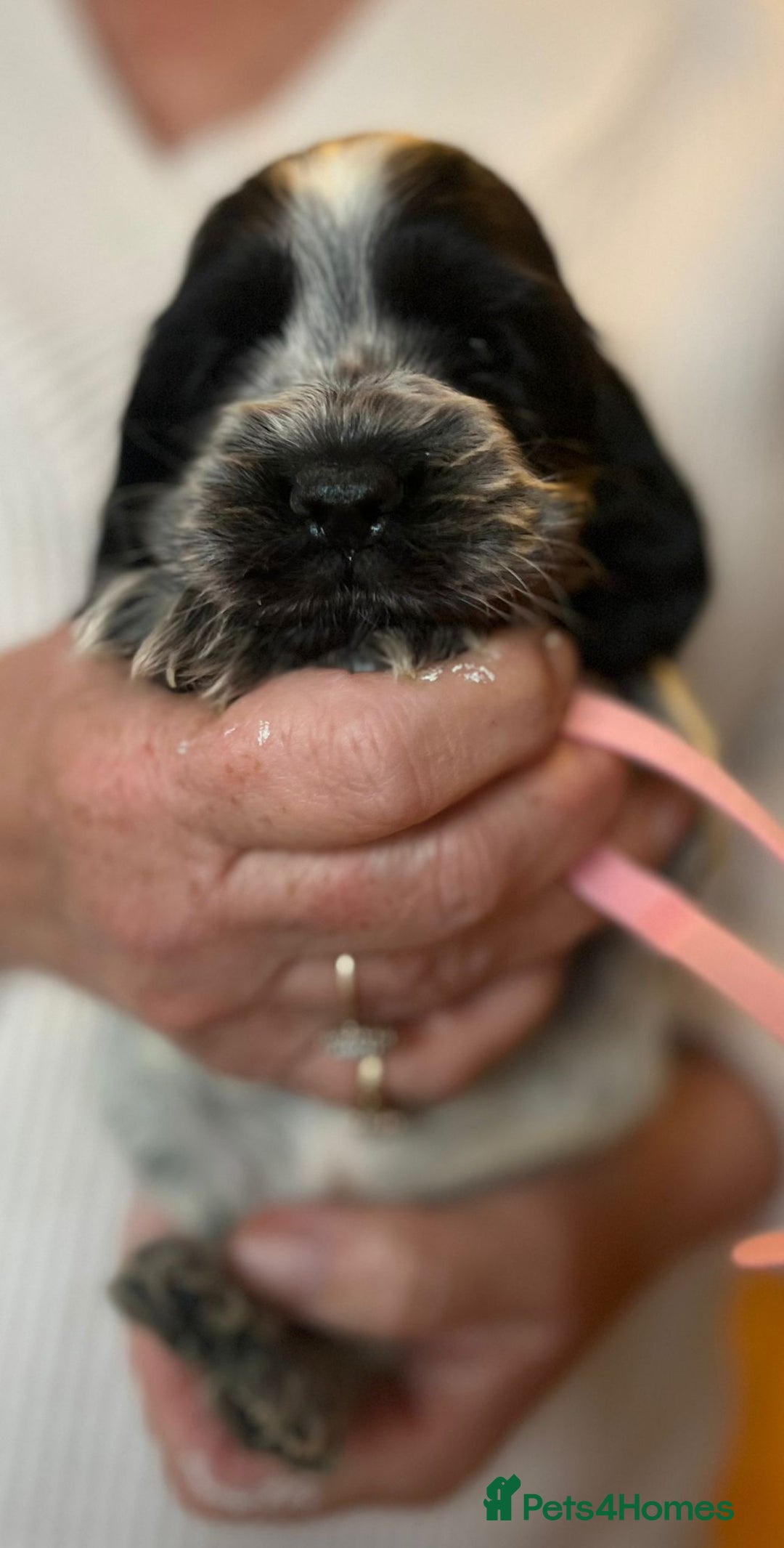 Cocker Spaniel dogs for sale: Show type Cocker Spaniel Pups for sale - Image 5
