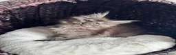 Maine Coon cats for sale: Black Smoke XL Maine Coon Female TICA Registered - Advert 12