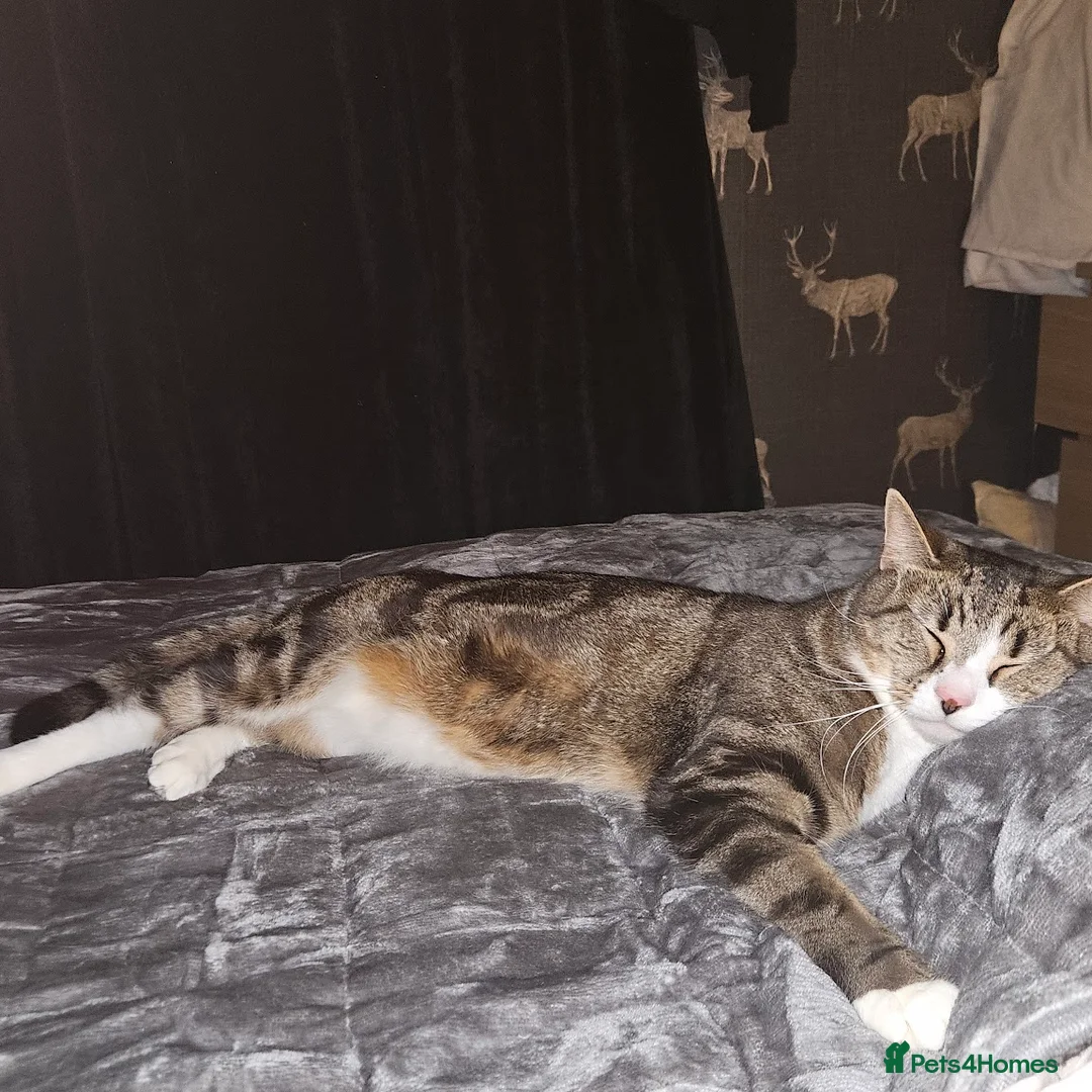 Mixed Breed cats for sale: 2 Brothers looking for a forever home.  in Doncaster - Advert 2