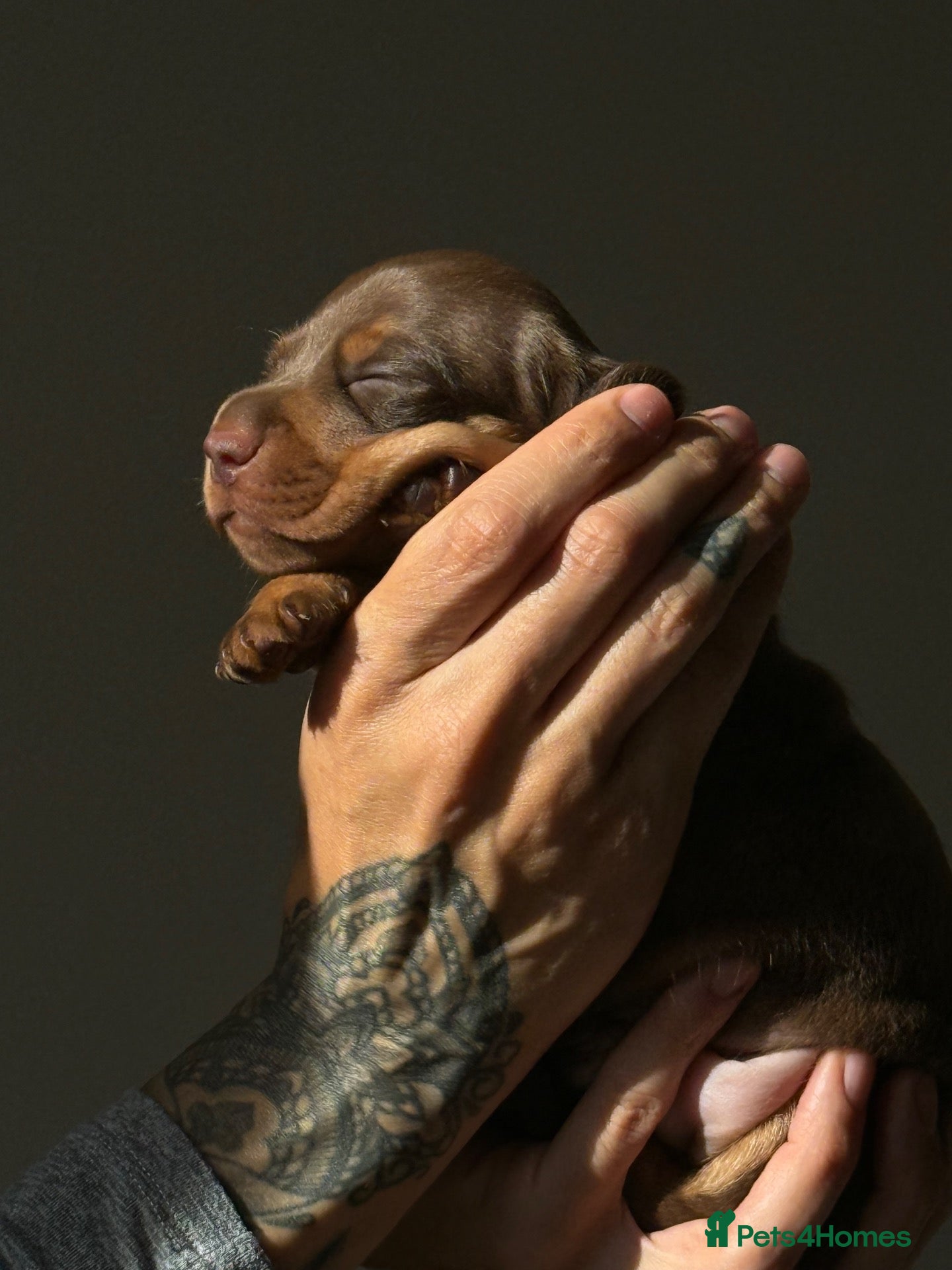 Miniature Dachshund dogs PERFECT LITTER OF MINIATURE DACHSHUNDS - Advert 1