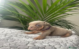 English Bulldog dogs for sale: Beautiful fullsuit litter of perfection 😃  - Image 5