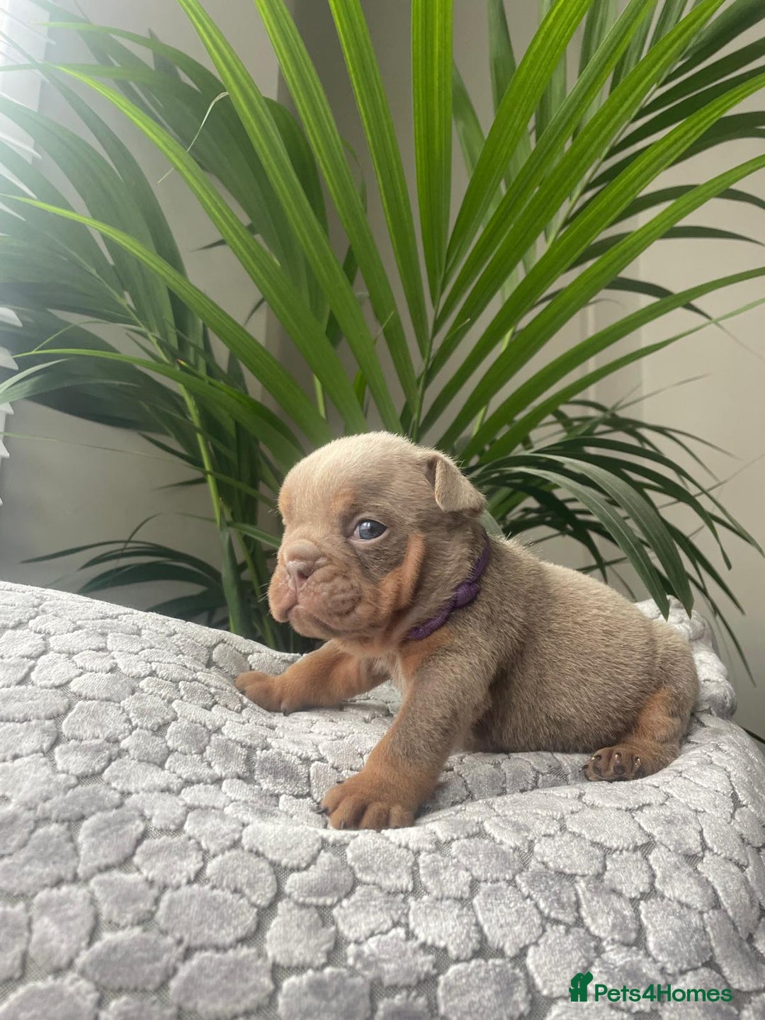 English Bulldog dogs for sale: Beautiful fullsuit litter of perfection 😃  - Image 5