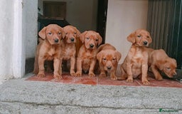 Labrador Retriever dogs for sale: KC Reg Fox Red Puppies Available - Image 4