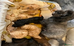 Shihpoo dogs for sale: beautiful shihpoo litter - Image 11