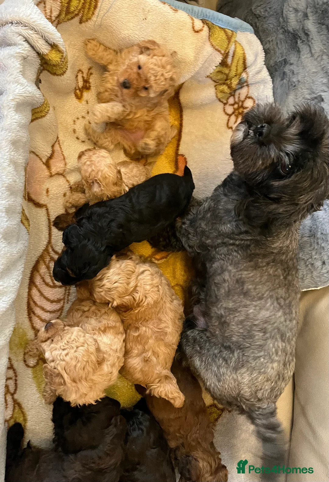 Shihpoo dogs for sale: 1 girl left shihpoo puppy fully vaccinated  - Advert 13