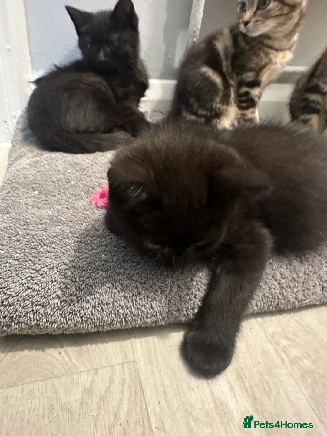 Maine Coon cats for sale: Maine coon cross Kittens 🐱  - Advert 13