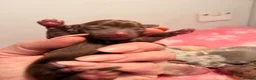 Miniature Dachshund dogs for sale: Teacup in Bootle - Advert 6