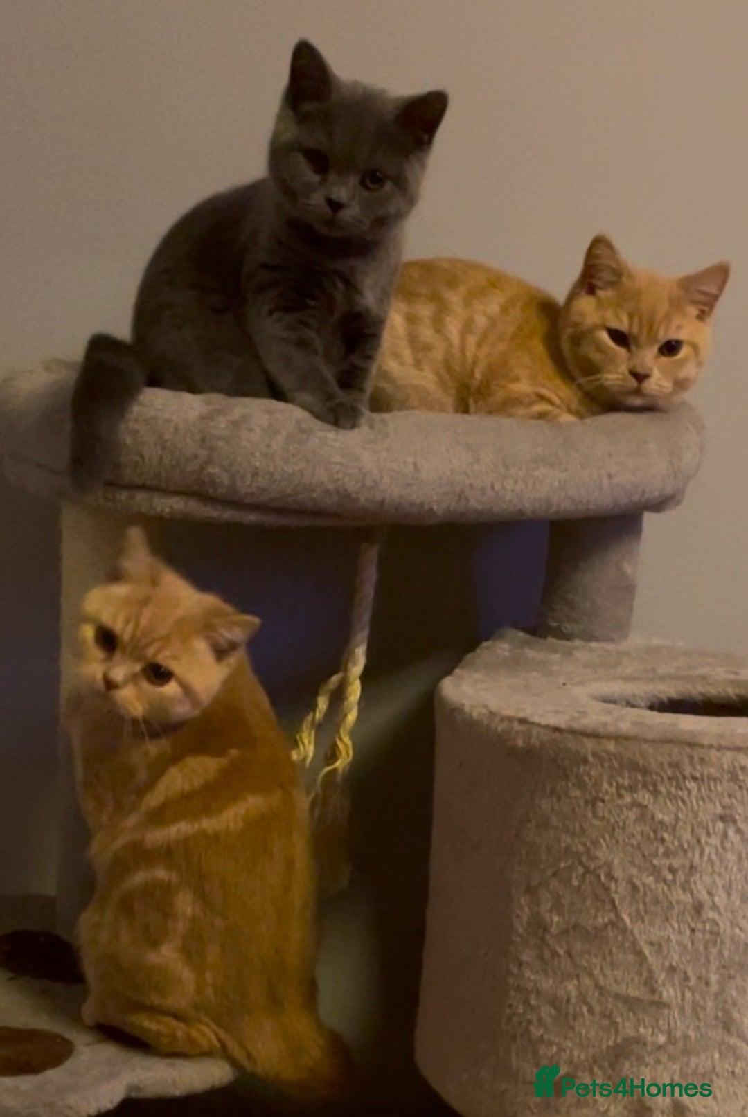 British Shorthair cats for sale: READY NOW Beautiful, Friendly, Playful BSH Kittens - Advert 1