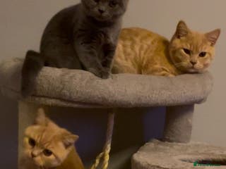 British Shorthair cats READY NOW Beautiful, Friendly, Playful BSH Kittens - Advert 6
