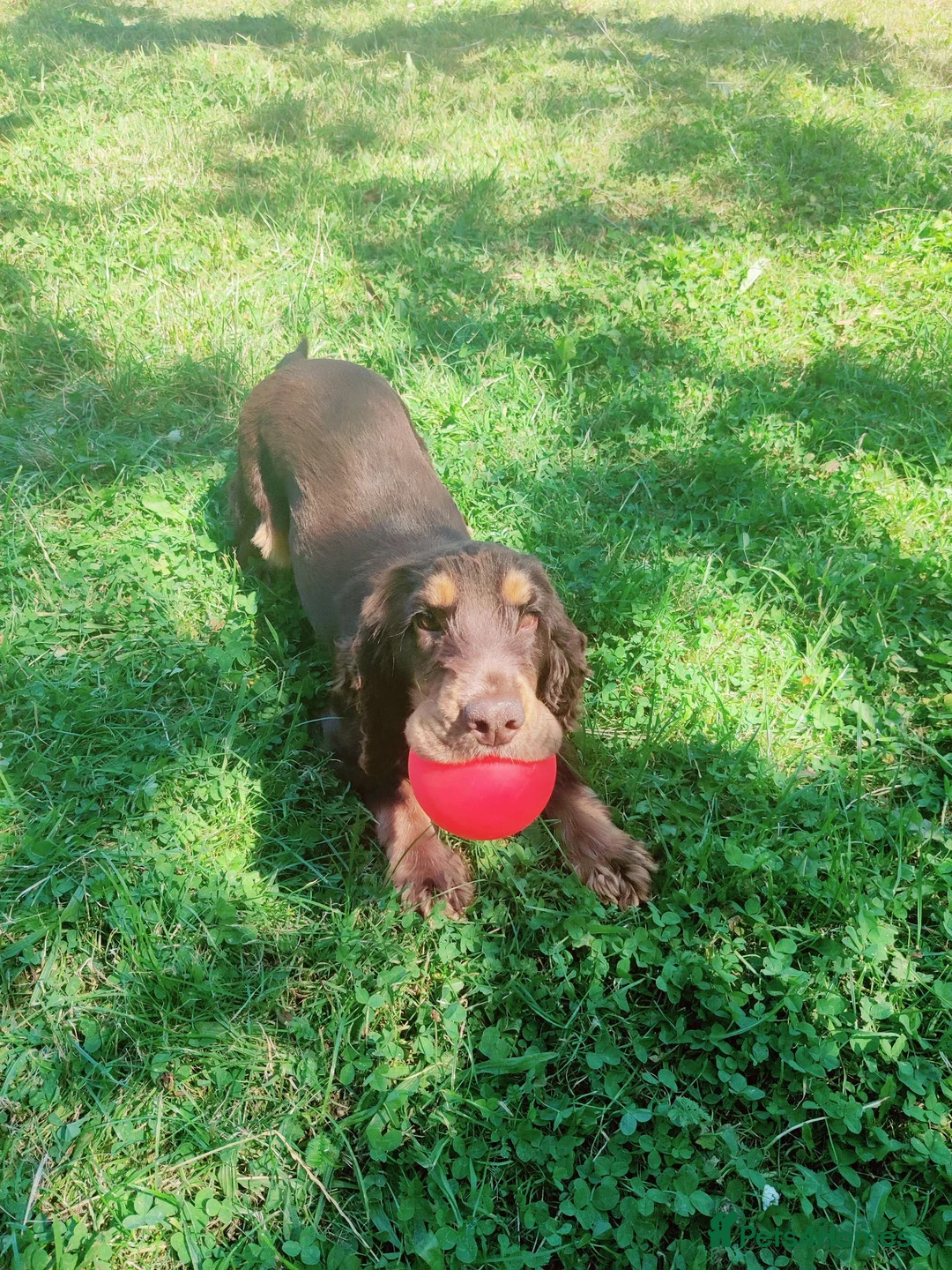Cocker Spaniel dogs for sale: 2 year old beautiful Violet  - Advert 2