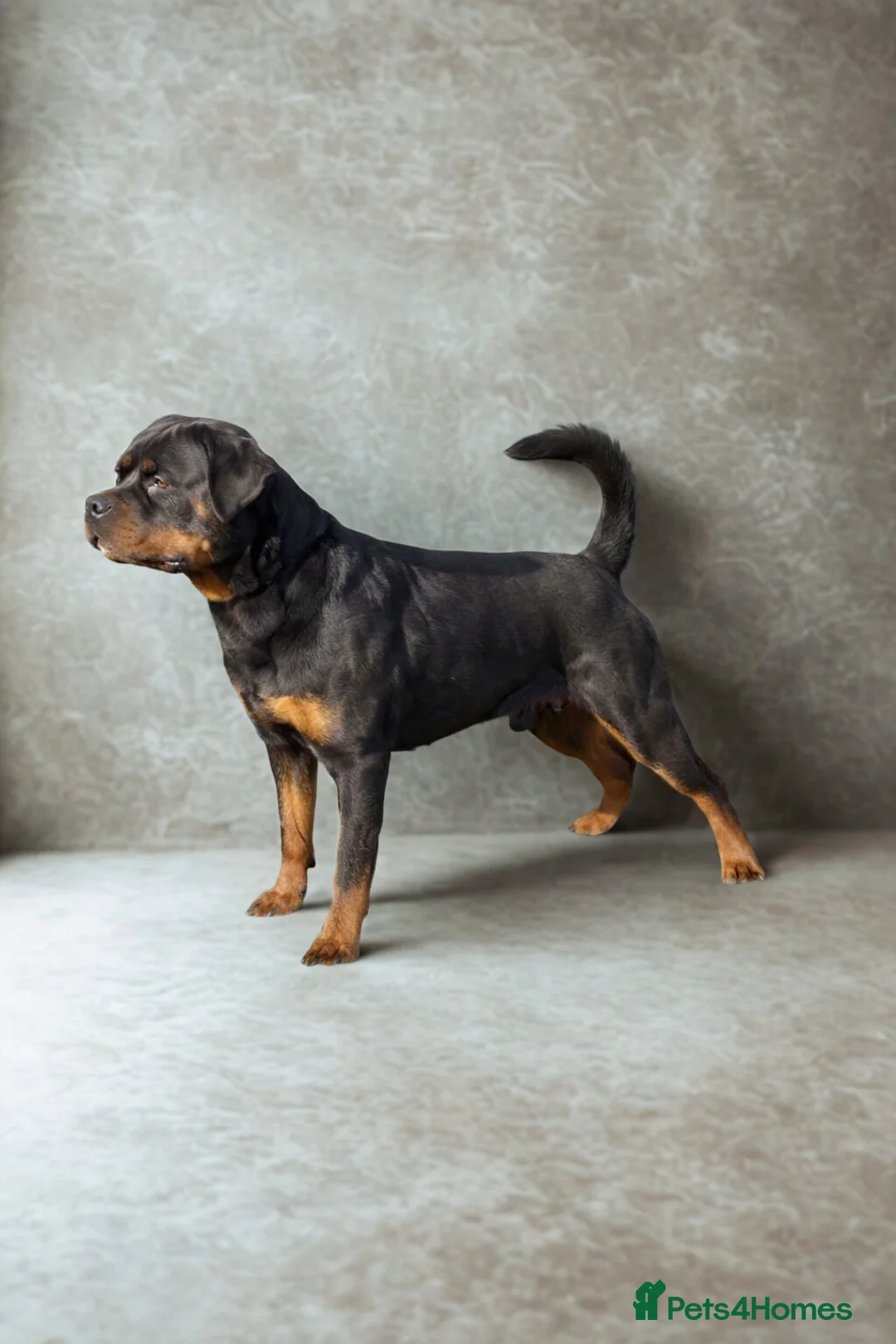Rottweiler dogs for sale: Excellent Pedigree Dog Puppy - Advert 33