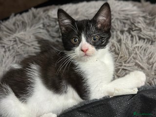 Mixed Breed cats - Advert 35