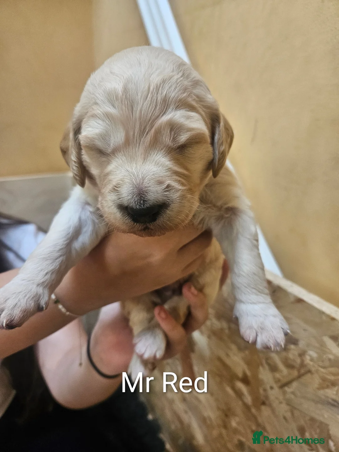 Goldendoodle dogs for sale: Goldendoodle puppies for sale. - Advert 11