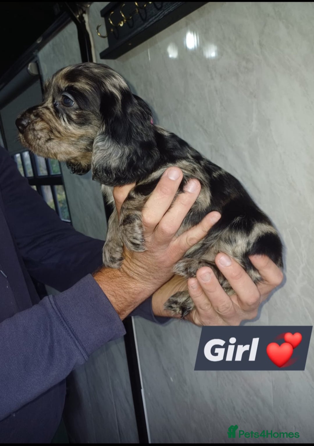 Cocker Spaniel dogs for sale: Cocker spaniels  - Image 2