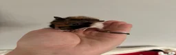 Guinea Pig rodents for sale: Baby guinea pigs - Advert 8