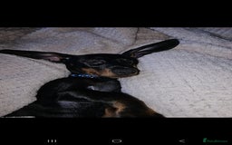 Miniature Dachshund dogs for sale: 8 month old Miniature dashounds  - Image 2