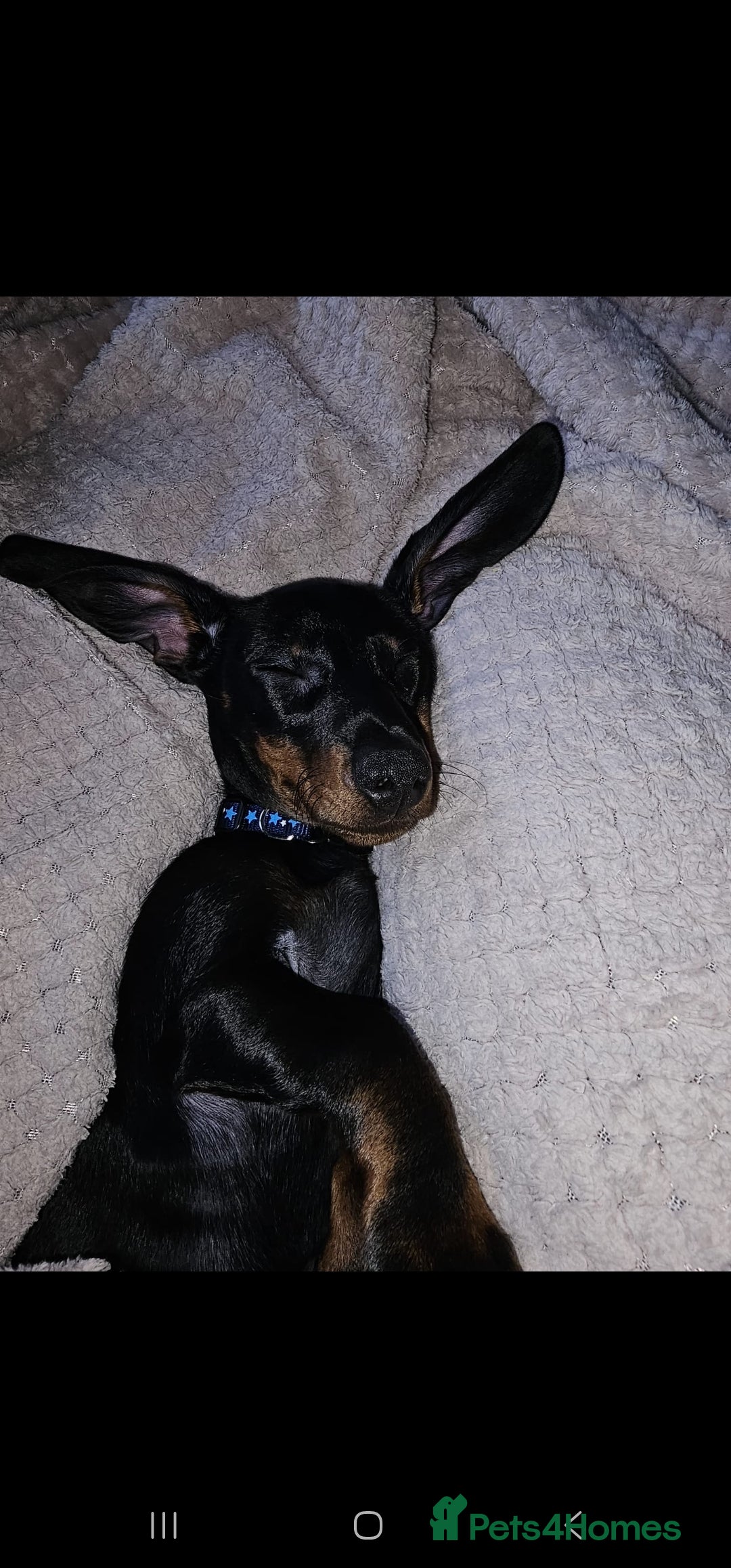 Miniature Dachshund dogs for sale: 8 month old Miniature dashounds  - Image 2