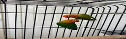 Conures birds for sale: Young Green Ringneck Parrots, Lovebirds & Budgies - Advert 3