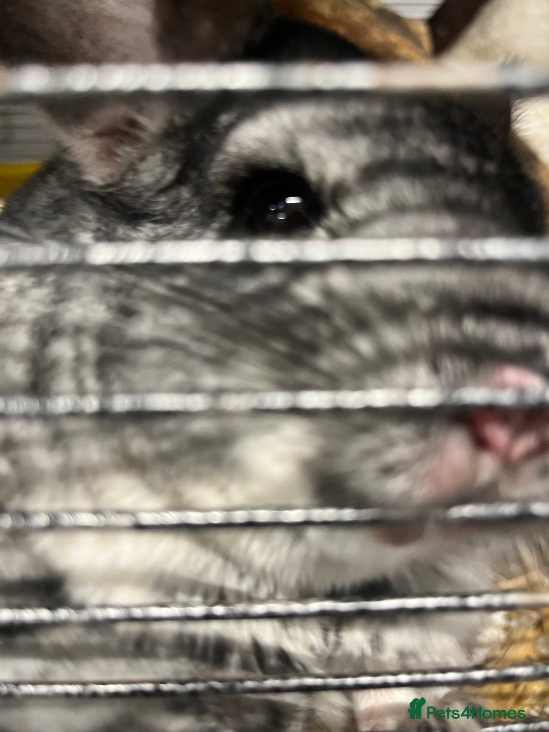 Chinchilla rodents for sale: Pair of Male Chinchillas - Image 5